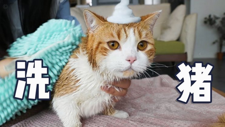 花呗天猫秒套哪个更划算？利率对比看这里