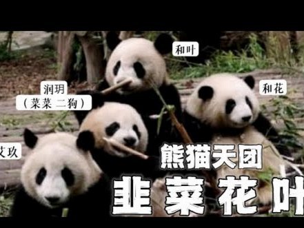 花呗天猫秒套 哪个利息高