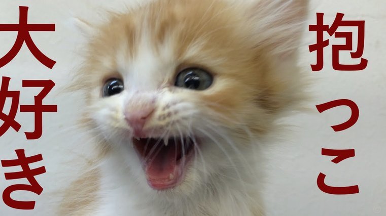 花呗天猫秒套 哪个利息高