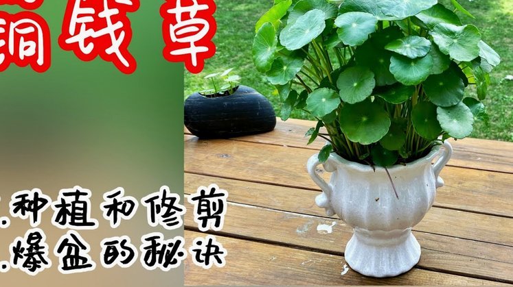 白条钱怎么花