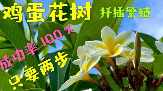 拿去花还能套现吗？正规渠道指南