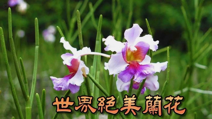 海鸥花呗平台 怎么还款