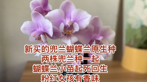 携程拿去花怎么充话费