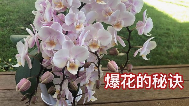 花呗使用平台 怎么关闭