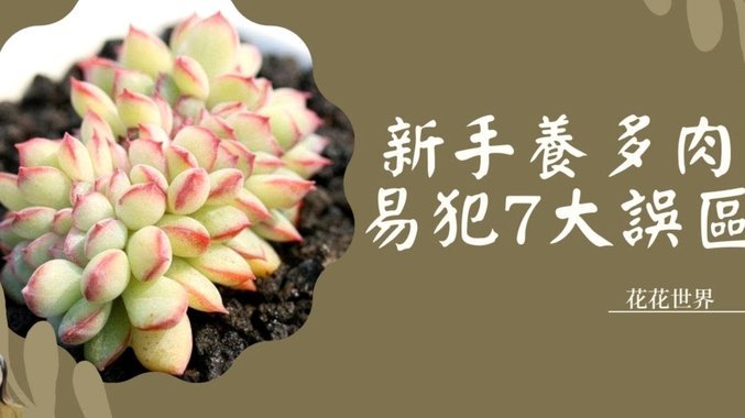 桃多多提现攻略：高效获取收益秘籍