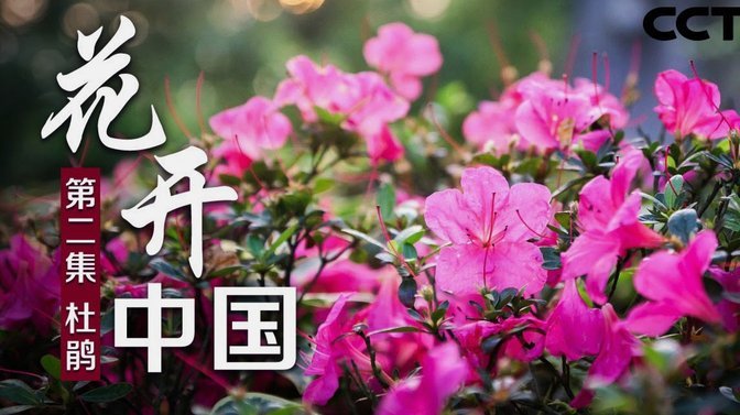 花呗提现遇阻怎么办