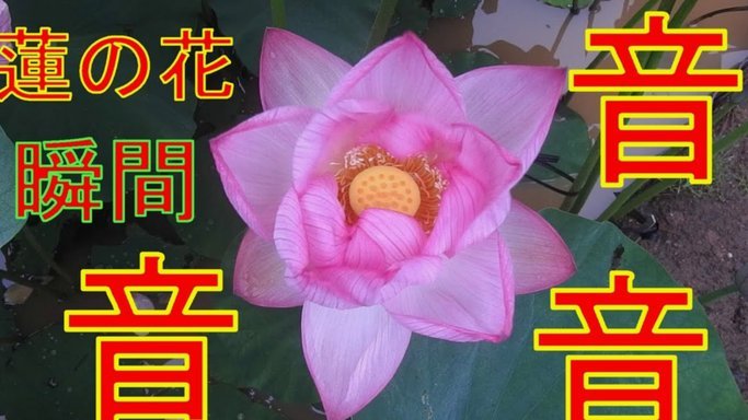 花呗怎么提现不出来怎么回事