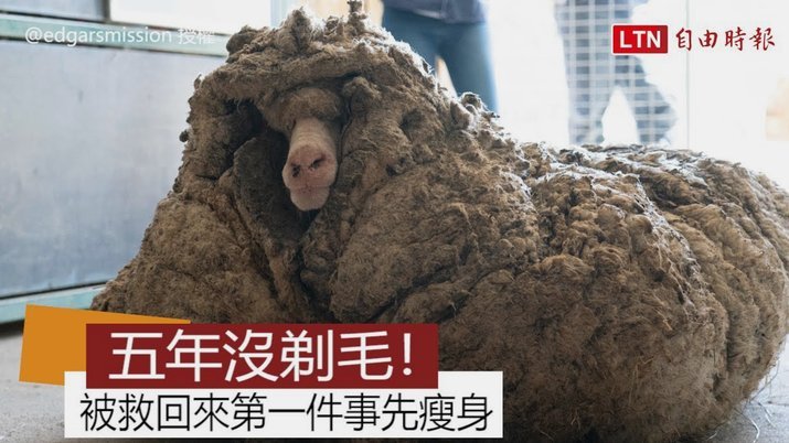 羊小咩怎么回购