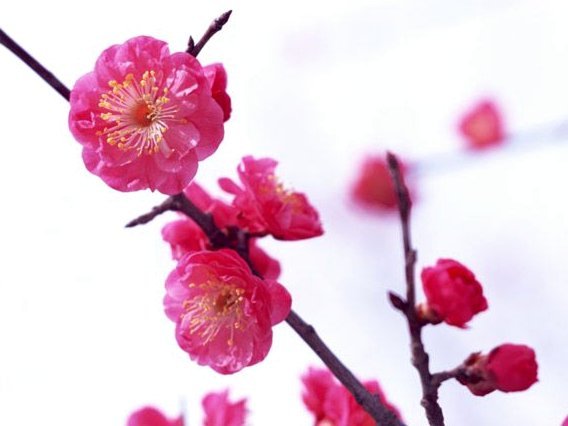 花呗安全攻略：防骗从我做起